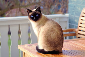Siamese Cat Sitting on Wooden Table Outdoors