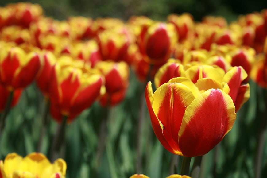Close-up of vibrant red and yellow tulips in a sunny garden