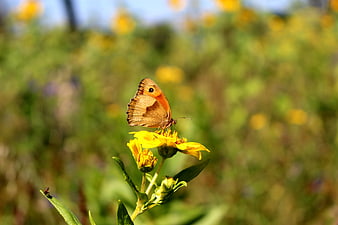Small heath butterfly on yellow wildflower in summer meadow