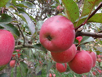 Close-up of ripe red apples hanging on a tree branch