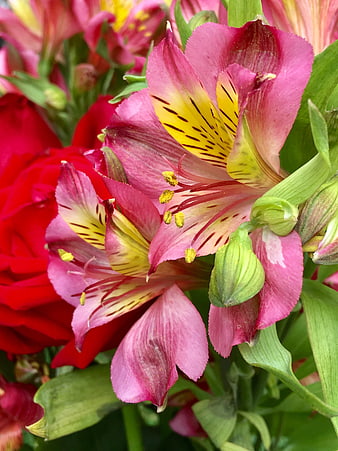 Close-up of Pink Alstroemeria Flowers with Yellow Centers
