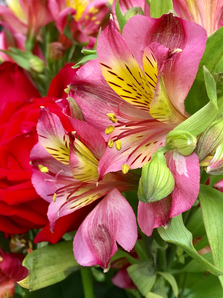 Close-up of Pink Alstroemeria Flowers with Yellow Centers