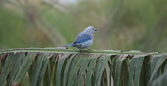 Blue-gray Tanager perched on a palm leaf in nature