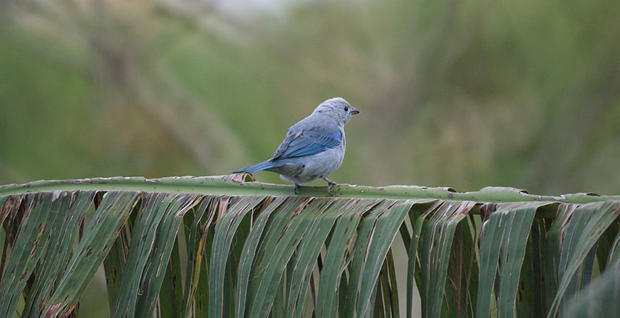 Blue-gray Tanager perched on a palm leaf in nature