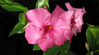 Vibrant Pink Desert Rose Flower with Water Droplets