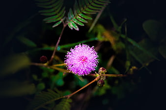 Close-up of a vibrant pink Mimosa pudica flower