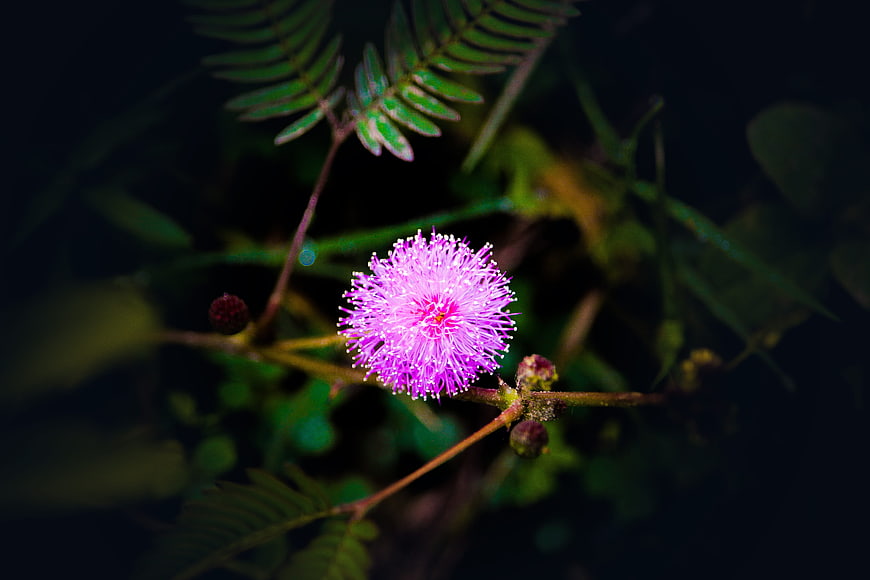 Close-up of a vibrant pink Mimosa pudica flower
