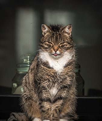 Tabby cat sitting on windowsill with tongue out