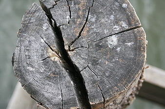 Close-up of weathered cracked wooden post with natural texture
