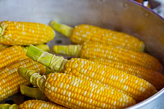Fresh Yellow Corn Cobs Steaming in a Metal Pot