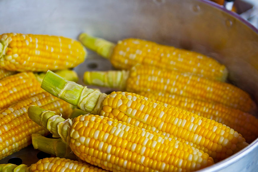 Fresh Yellow Corn Cobs Steaming in a Metal Pot