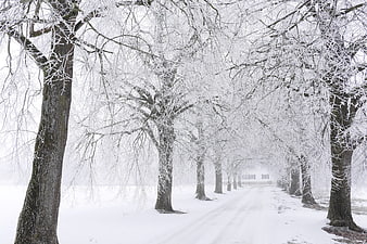 Snowy Winter Tree Avenue With Foggy Path And Distant Building