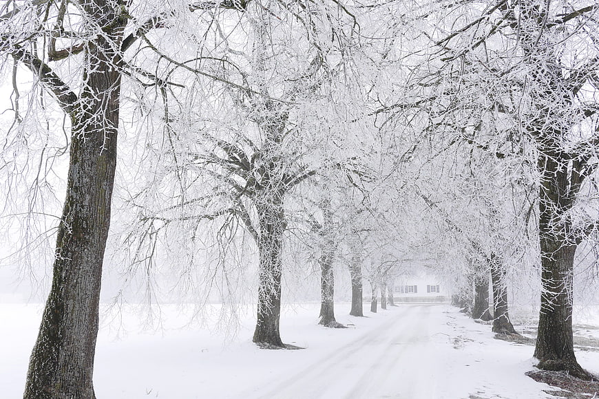 Snowy Winter Tree Avenue With Foggy Path And Distant Building