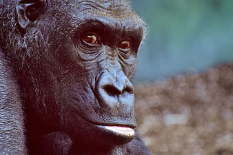 Close-up portrait of a chimpanzee face with intense gaze
