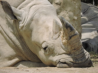 Close-up of a resting white rhinoceros head