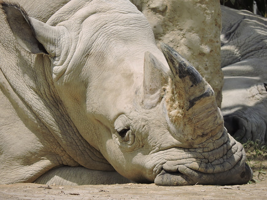 Close-up of a resting white rhinoceros head