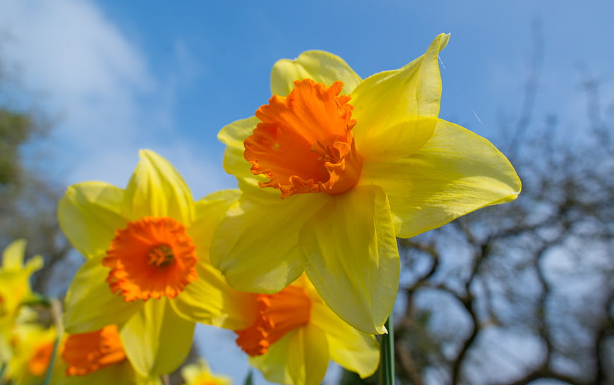 Vibrant yellow daffodils with orange centers against blue sky