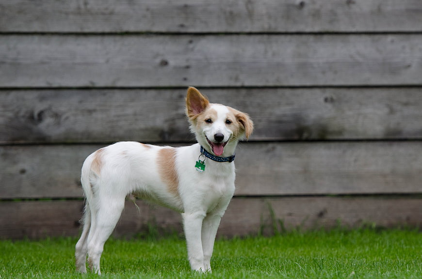 White and tan puppy standing on green grass