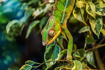 Close-up of a vibrant green panther chameleon on a leafy branch