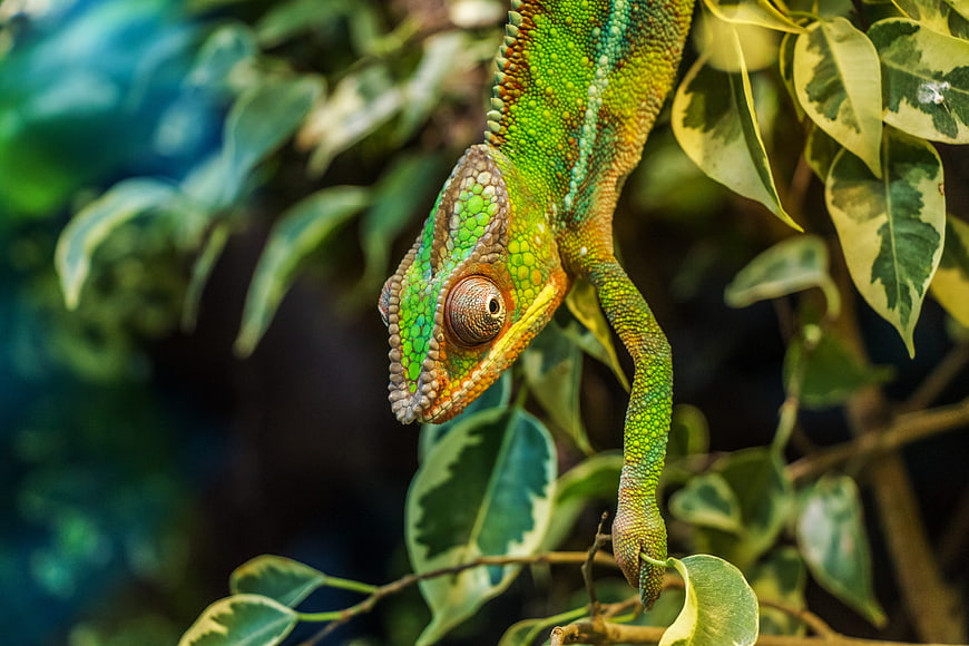 Close-up of a vibrant green panther chameleon on a leafy branch