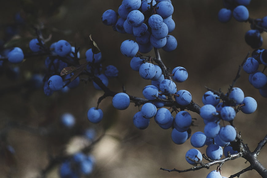Close-up of blue berries on a branch with blurred background