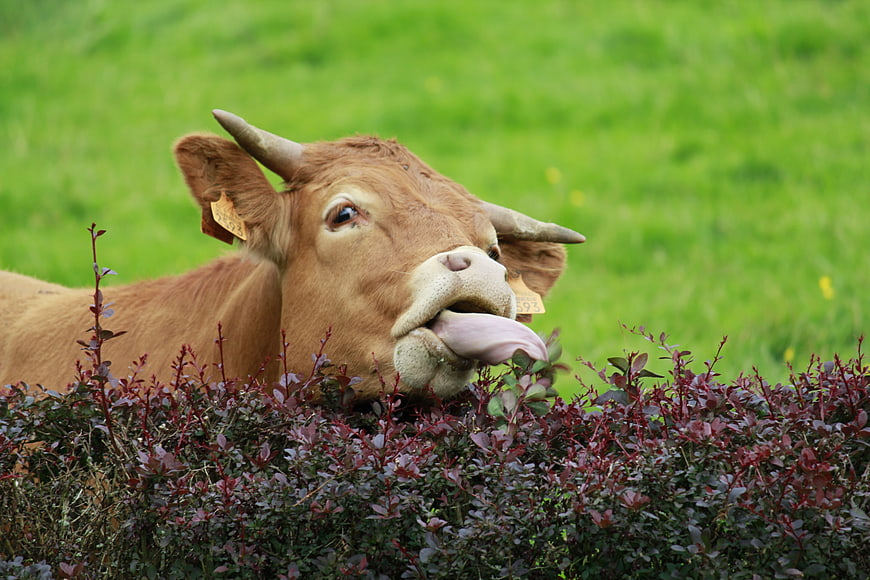 Brown Cow Licking Lips in Green Pasture