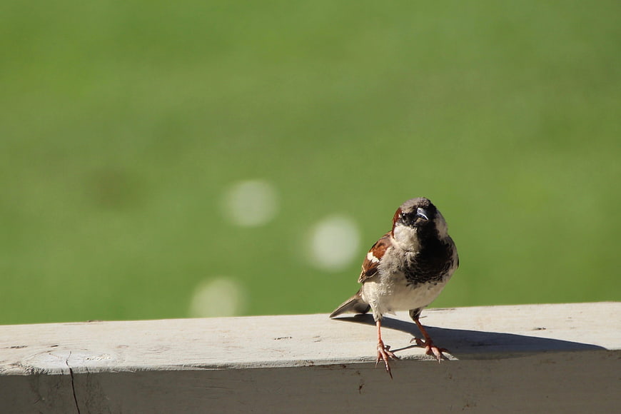 Male House Sparrow Perched on Wooden Railing