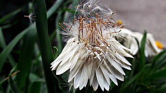 Close-up of a dried daisy flower head with seeds