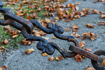 Close-up of rusty iron chain on autumn leaves