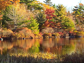 Vibrant Autumn Forest Reflection in Calm Lake