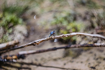 Blue dragonfly perched on a twig in nature