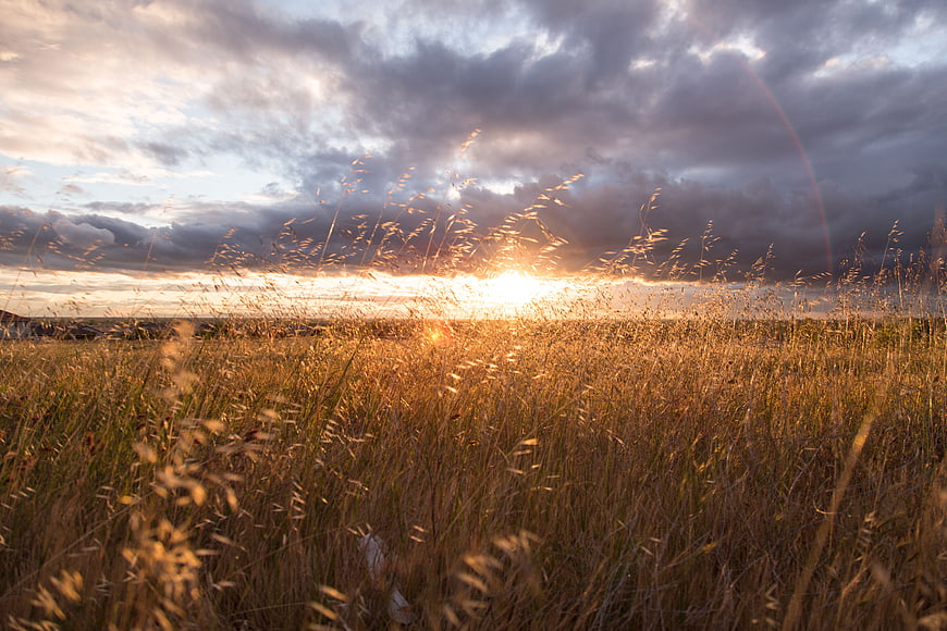Golden Sunset Over Tall Grass Field with Dramatic Clouds