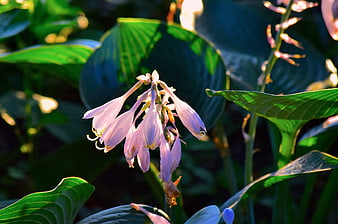 Purple Hosta Flowers Blooming in Sunlight
