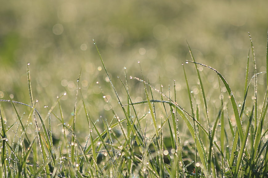 Macro shot of green grass blades with sparkling morning dewdrops