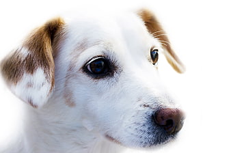 Close-up portrait of a white and brown puppy on white background