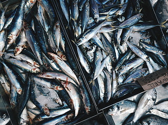 Fresh Blue Mackerel Fish on Ice at Market