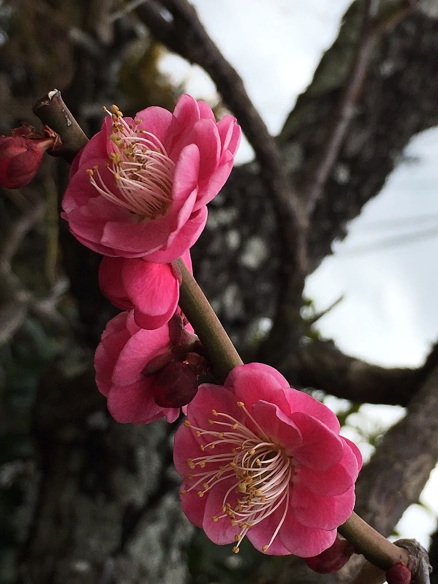 Close-up of vibrant pink plum blossoms on a branch