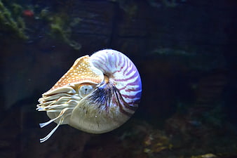 Close-up of a Chambered Nautilus Swimming in Dark Water
