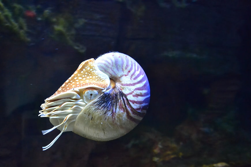 Close-up of a Chambered Nautilus Swimming in Dark Water