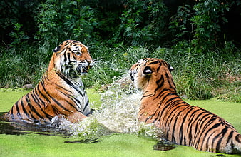 Two Tigers Splashing in Green Pond Water