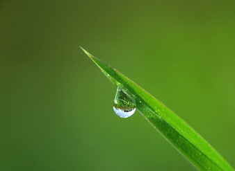 Macro water droplet on green grass blade