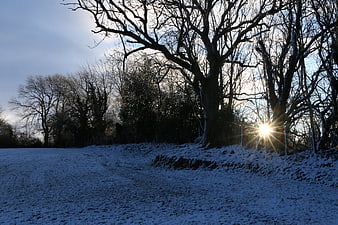 Winter Landscape with Sun Flare Through Bare Trees
