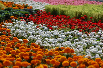 Vibrant Rows of Colorful Marigolds and Geraniums in Garden