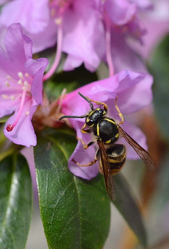 Close-up of a wasp on a pink rhododendron flower