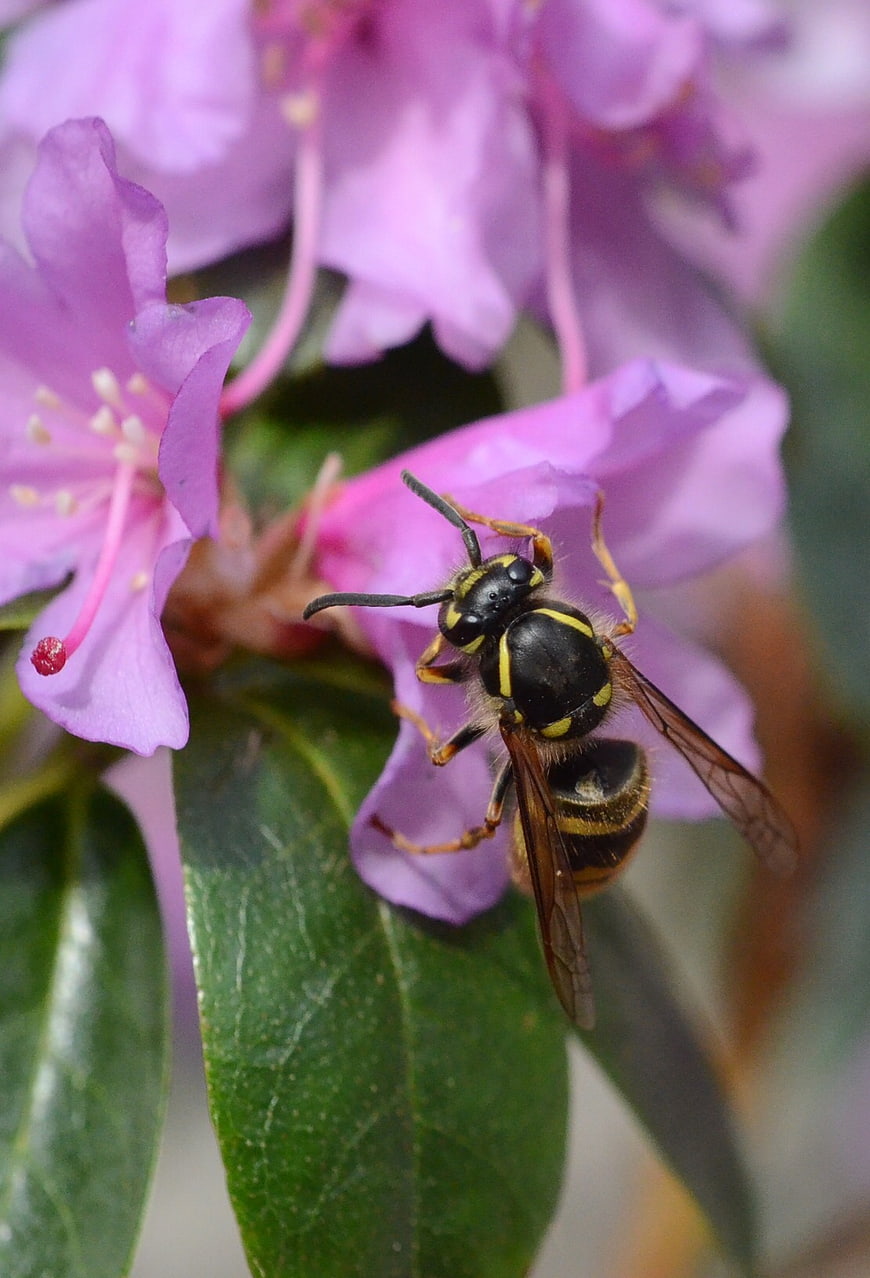 Close-up of a wasp on a pink rhododendron flower