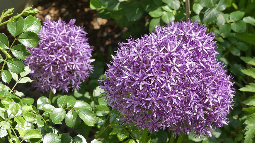 Close-up of vibrant purple allium flowers in a garden