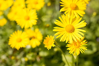 Bright yellow daisies blooming in a sunny garden