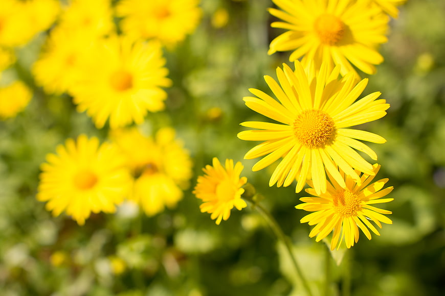 Bright yellow daisies blooming in a sunny garden