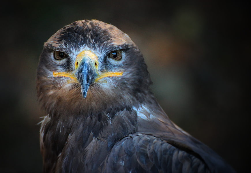 Close-up portrait of a golden eagle head with intense gaze