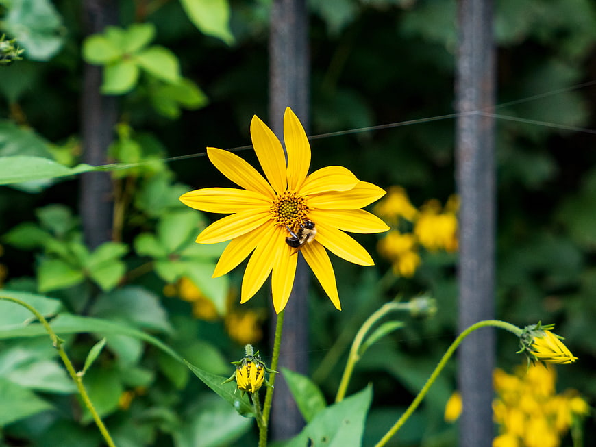 Bee Pollinating Yellow Flower in Garden